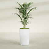 Tegel Round Tapered fiberglass planter in Matte Bright White, shown planted, in a sunlit interior