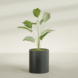 Rio Grande Cylinder fiberglass planter in Matte Charcoal, shown planted, in a sunlit interior