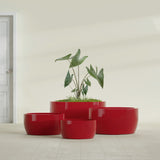 Casablanca Bowl fiberglass planter in Gloss Red, size range, in a sunlit interior