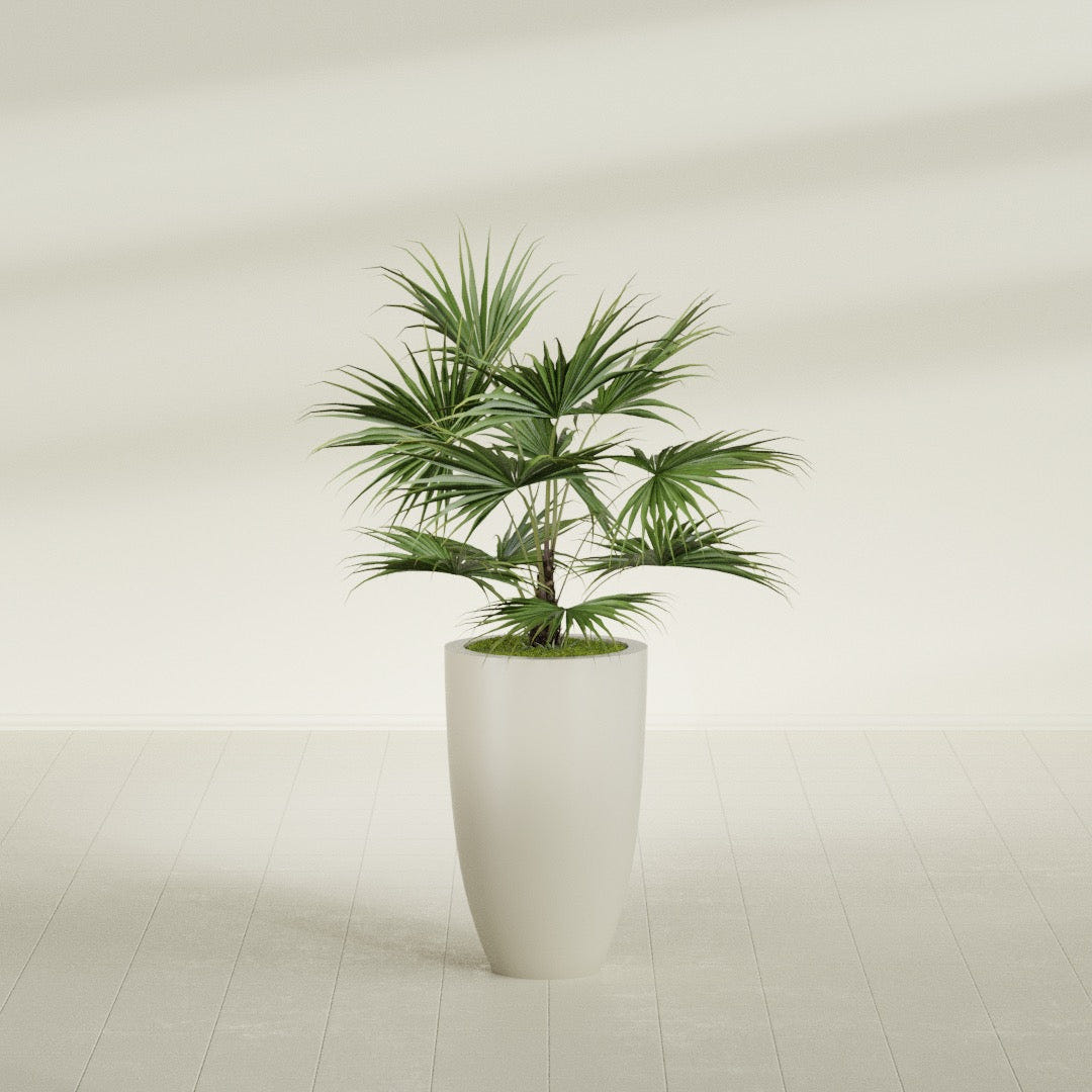 Brannan Tapered Round fiberglass planter in Satin Beige, shown planted, in a sunlit interior