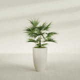 Brannan Tapered Round fiberglass planter in Satin Beige, shown planted, in a sunlit interior