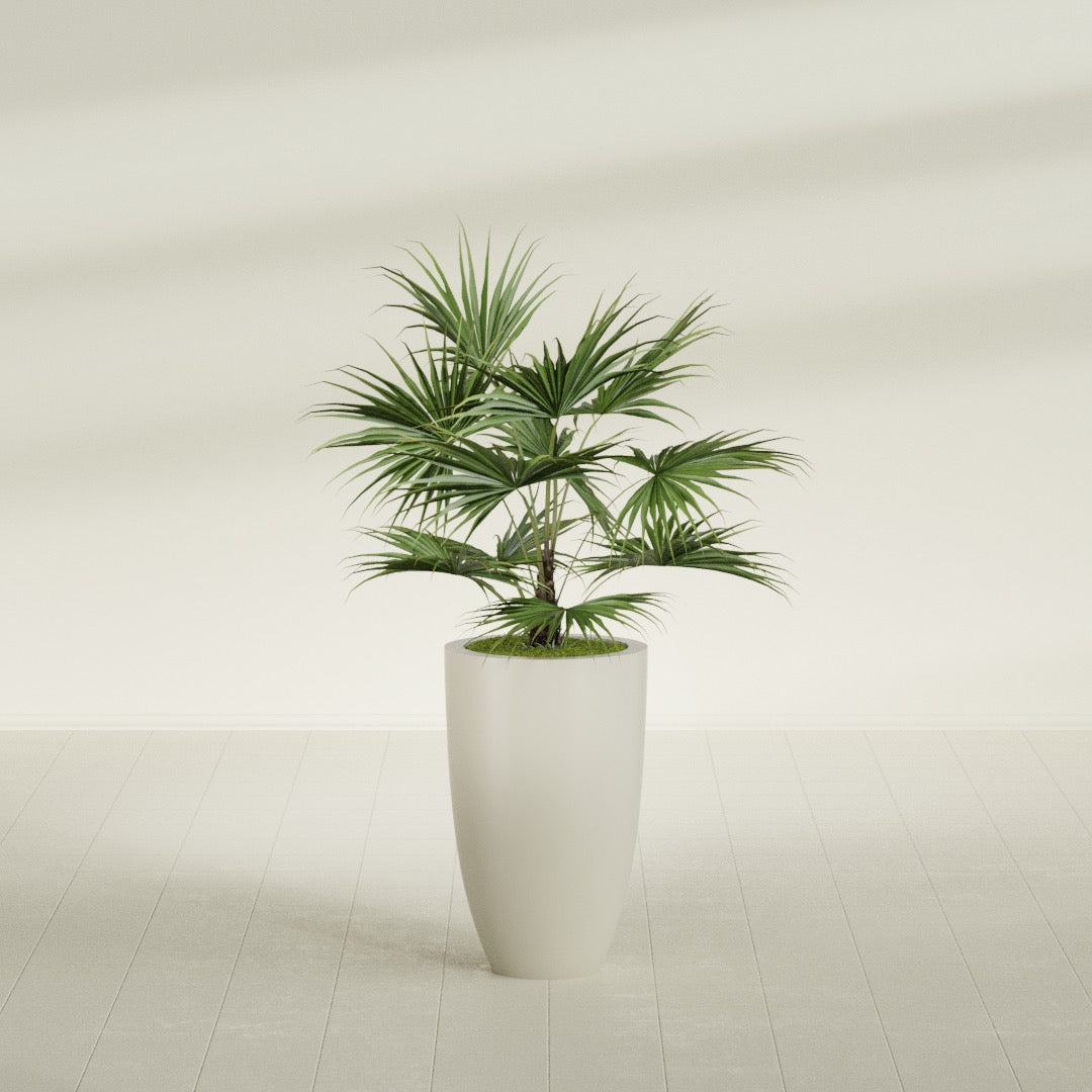 Brannan Tapered Round fiberglass planter in Satin Beige, shown planted, in a sunlit interior