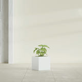 Monaco Cube fiberglass planter in Gloss Bright White, shown planted, in a sunlit interior