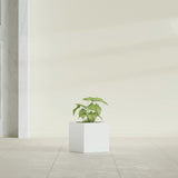 Monaco Cube fiberglass planter in Gloss Bright White, shown planted, in a sunlit interior