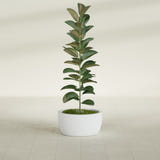 Casablanca Bowl fiberglass planter in Gloss Bright White, shown planted, in a sunlit interior
