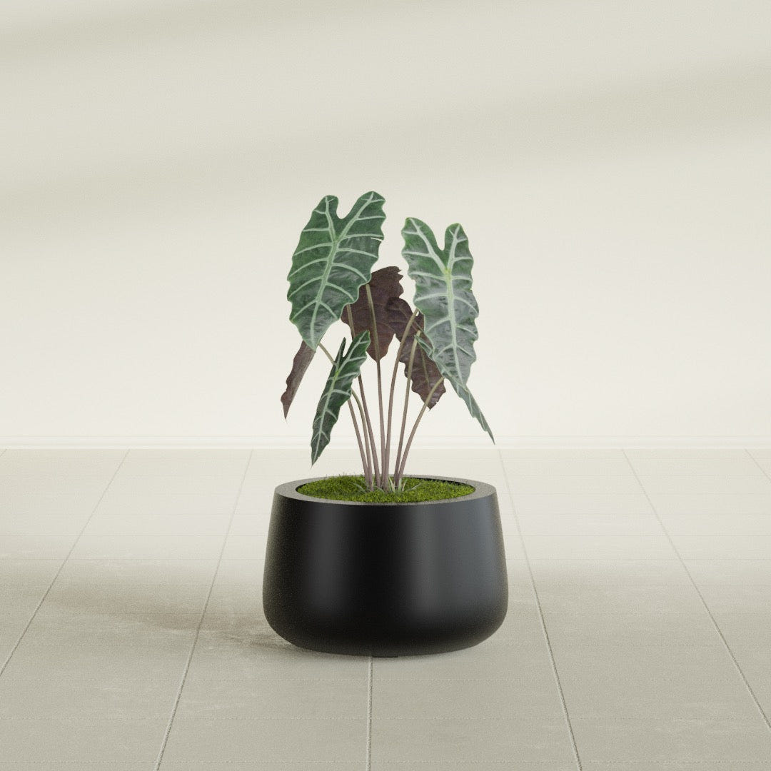 Short Hayden Bowl fiberglass planter in Matte Black, shown planted, in a sunlit interior