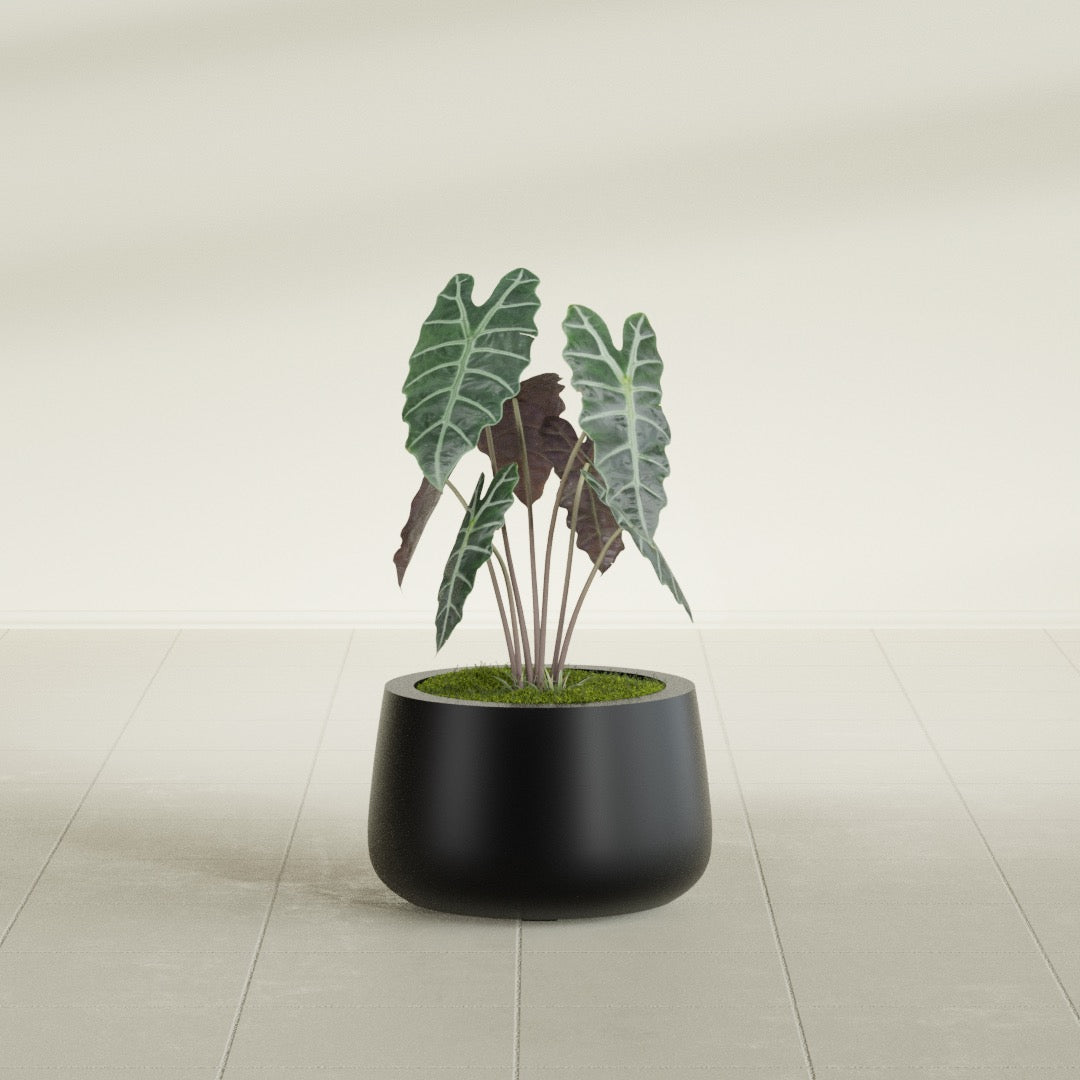 Short Hayden Bowl fiberglass planter in Matte Black, shown planted, in a sunlit interior