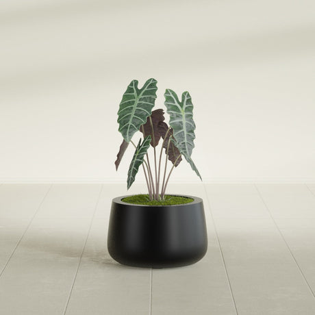 Short Hayden Bowl fiberglass planter in Matte Black, shown planted, in a sunlit interior