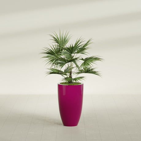 Brannan Tapered Round fiberglass planter in Gloss Eggplant, shown planted, in a sunlit interior