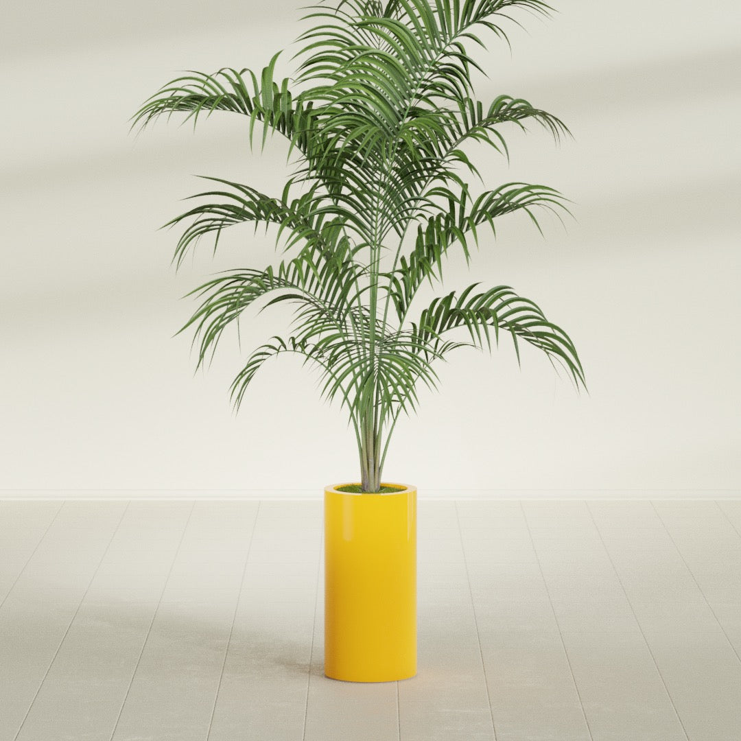 Corry Cylinder fiberglass planter in Gloss Saffron, shown planted, in a sunlit interior