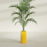 Corry Cylinder fiberglass planter in Gloss Saffron, shown planted, in a sunlit interior