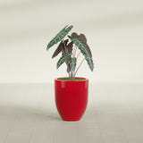 Valencia Tapered Round fiberglass planter in Gloss Red, shown planted, in a sunlit interior