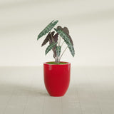 Valencia Tapered Round fiberglass planter in Gloss Red, shown planted, in a sunlit interior