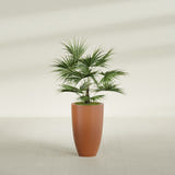 Brannan Tapered Round fiberglass planter in Matte Terra Cotta, shown planted, in a sunlit interior