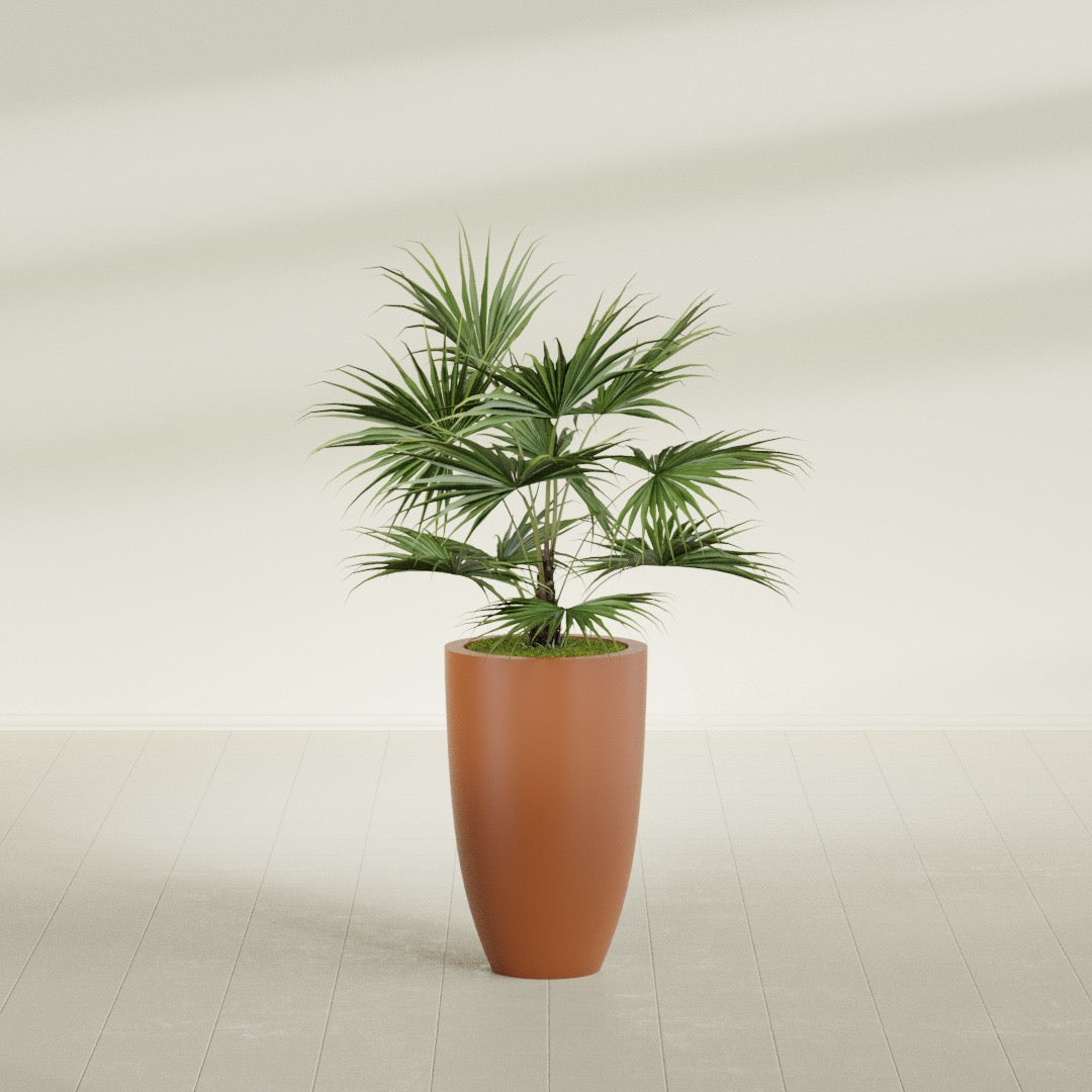 Brannan Tapered Round fiberglass planter in Matte Terra Cotta, shown planted, in a sunlit interior