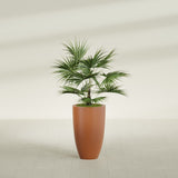 Brannan Tapered Round fiberglass planter in Matte Terra Cotta, shown planted, in a sunlit interior