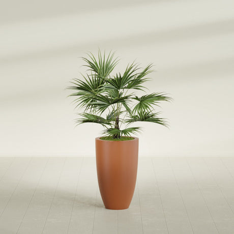 Brannan Tapered Round fiberglass planter in Matte Terra Cotta, shown planted, in a sunlit interior