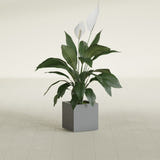 Montroy Cube fiberglass planter in Matte Gunmetal, shown planted, in a sunlit interior
