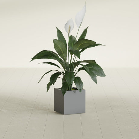 Montroy Cube fiberglass planter in Matte Gunmetal, shown planted, in a sunlit interior