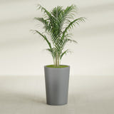 Tegel Round Tapered fiberglass planter in Matte Gunmetal, shown planted, in a sunlit interior