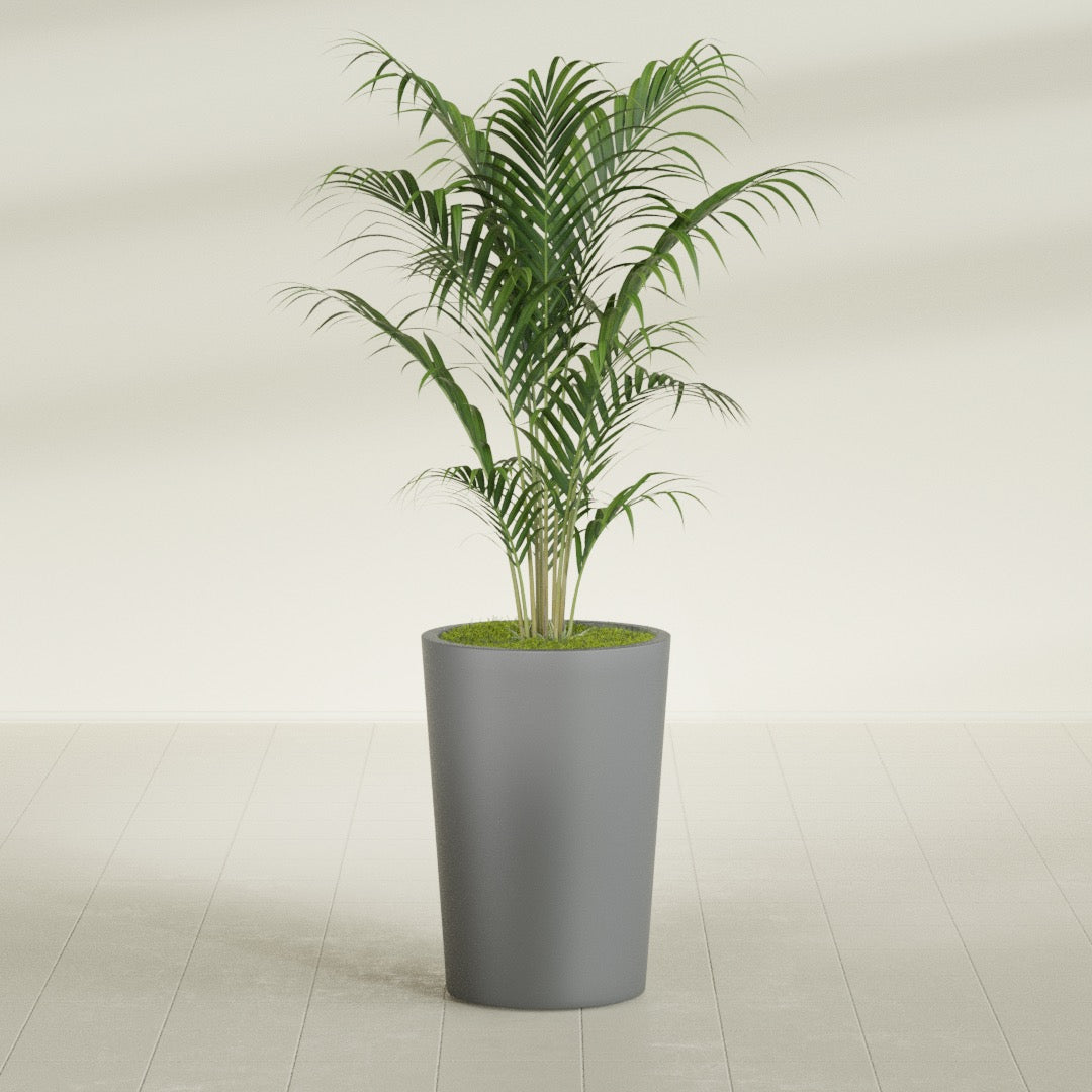 Tegel Round Tapered fiberglass planter in Matte Gunmetal, shown planted, in a sunlit interior