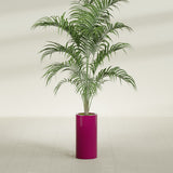 Corry Cylinder fiberglass planter in Gloss Eggplant, shown planted, in a sunlit interior
