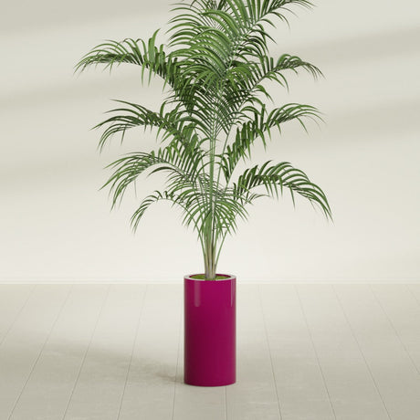 Corry Cylinder fiberglass planter in Gloss Eggplant, shown planted, in a sunlit interior