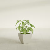 Lima Tapered Square fiberglass planter in Satin Beige, shown planted, in a sunlit interior
