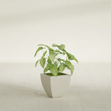 Lima Tapered Square fiberglass planter in Satin Beige, shown planted, in a sunlit interior