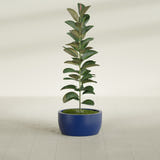 Casablanca Bowl fiberglass planter in Matte Cobalt Blue, shown planted, in a sunlit interior