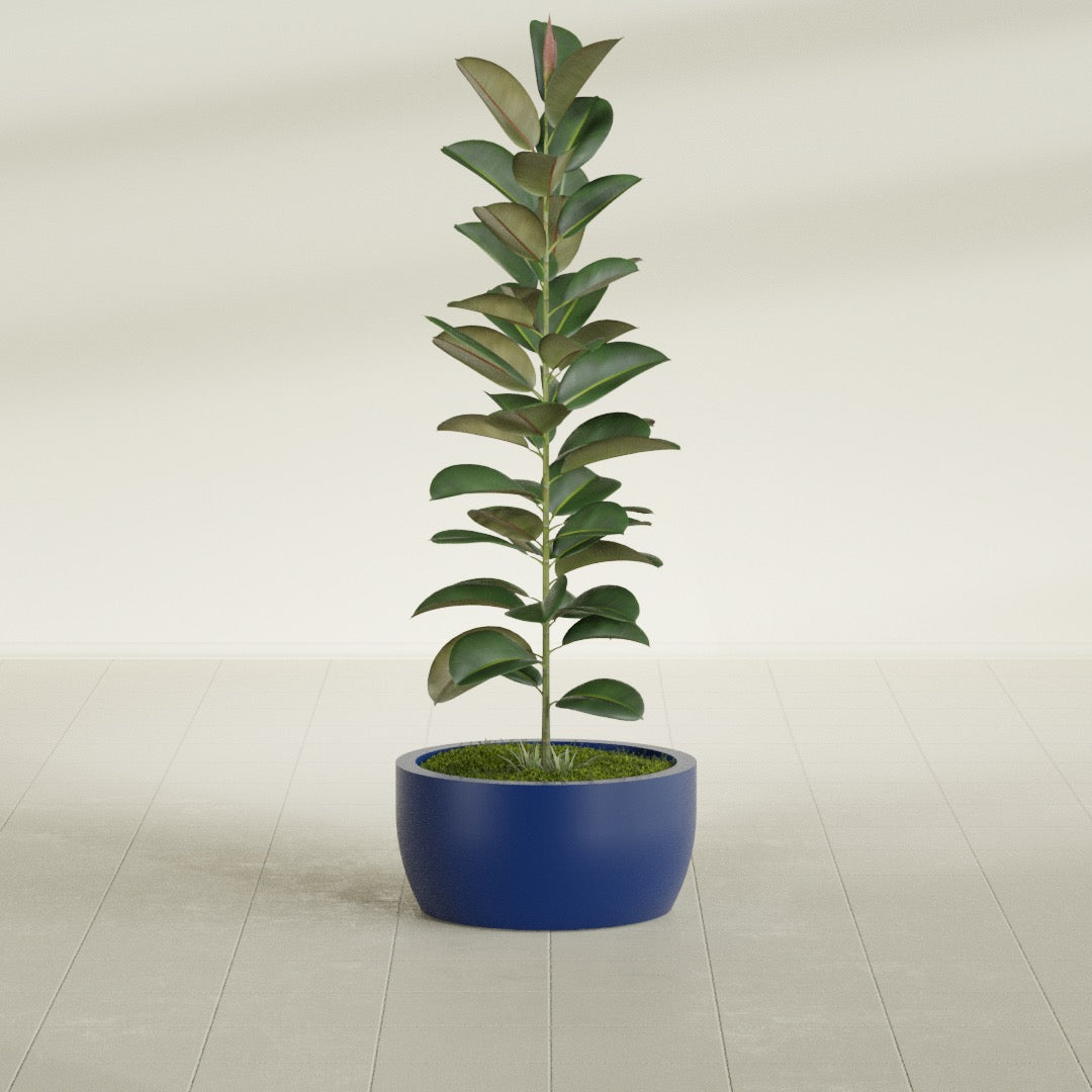 Casablanca Bowl fiberglass planter in Matte Cobalt Blue, shown planted, in a sunlit interior