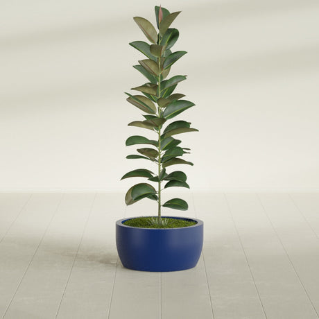 Casablanca Bowl fiberglass planter in Matte Cobalt Blue, shown planted, in a sunlit interior