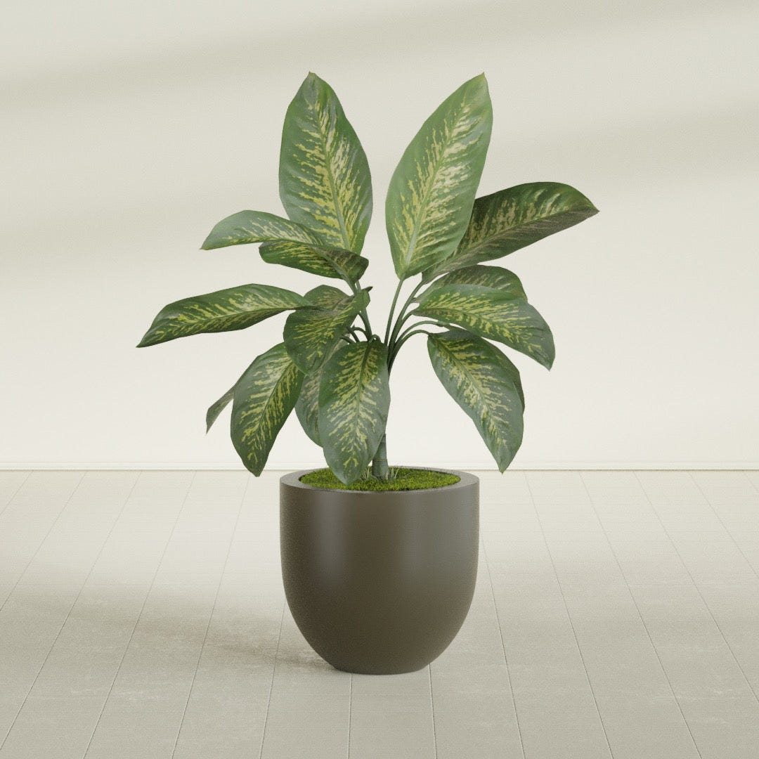 Alzira Bowl fiberglass planter in Matte Bronze, shown planted, in a sunlit interior