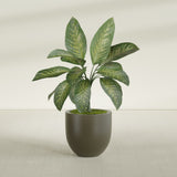 Alzira Bowl fiberglass planter in Matte Bronze, shown planted, in a sunlit interior