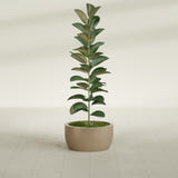 Casablanca Bowl fiberglass planter in Gloss Metallic Gold, shown planted, in a sunlit interior