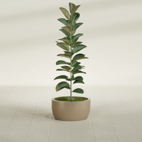 Casablanca Bowl fiberglass planter in Gloss Metallic Gold, shown planted, in a sunlit interior