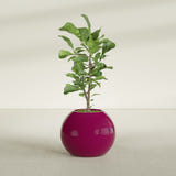 Globe fiberglass planter in Gloss Eggplant, shown planted, in a sunlit interior