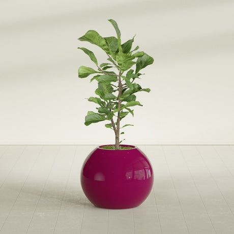 Globe fiberglass planter in Gloss Eggplant, shown planted, in a sunlit interior