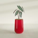 Hayden Urn fiberglass planter in Gloss Red, shown planted, in a sunlit interior