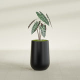 Hayden Urn fiberglass planter in Matte Black, shown planted, in a sunlit interior
