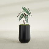Hayden Urn fiberglass planter in Matte Black, shown planted, in a sunlit interior