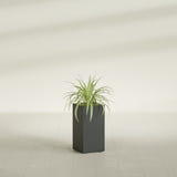 Hollywood Narrow Rectangular fiberglass planter in Matte Charcoal, shown planted, in a sunlit interior