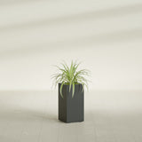 Hollywood Narrow Rectangular fiberglass planter in Matte Charcoal, shown planted, in a sunlit interior