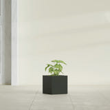 Monaco Cube fiberglass planter in Matte Charcoal, shown planted, in a sunlit interior