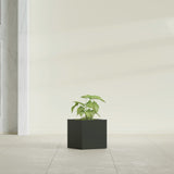 Monaco Cube fiberglass planter in Matte Charcoal, shown planted, in a sunlit interior