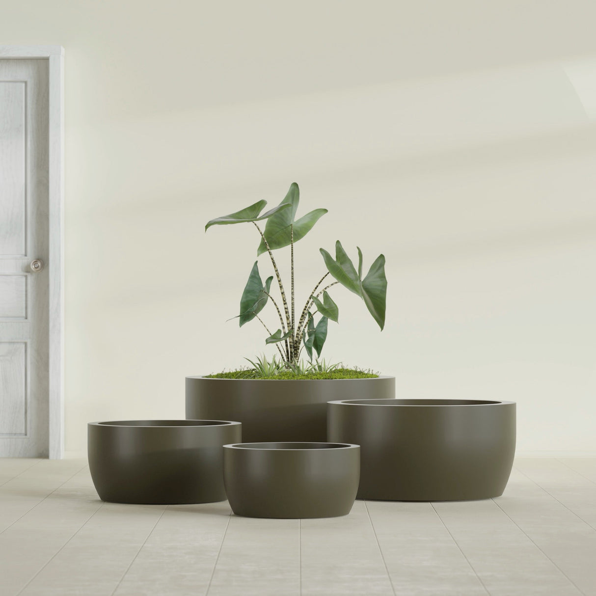 Casablanca Bowl fiberglass planter in Matte Bronze, size range, in a sunlit interior