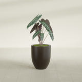 Valencia Tapered Round fiberglass planter in Matte Dark Brown, shown planted, in a sunlit interior