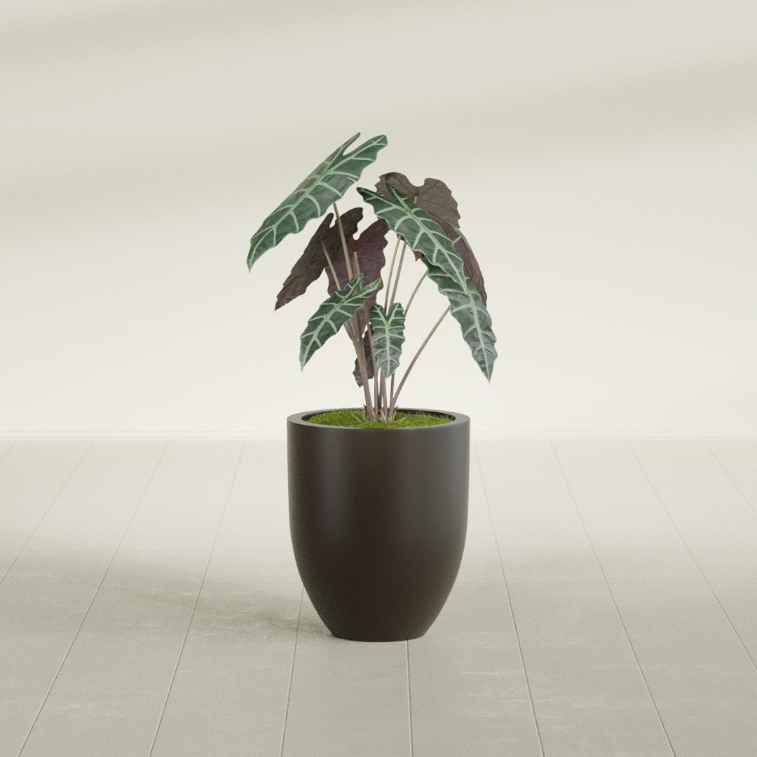 Valencia Tapered Round fiberglass planter in Matte Dark Brown, shown planted, in a sunlit interior