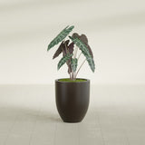 Valencia Tapered Round fiberglass planter in Matte Dark Brown, shown planted, in a sunlit interior