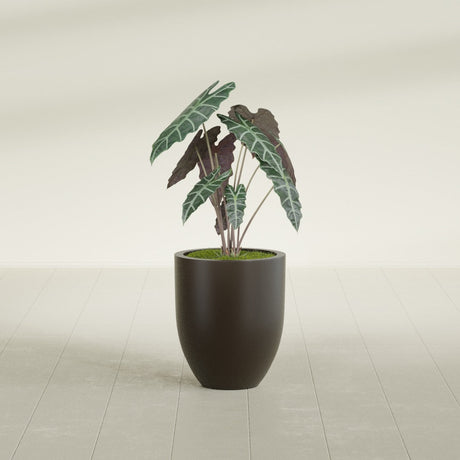 Valencia Tapered Round fiberglass planter in Matte Dark Brown, shown planted, in a sunlit interior